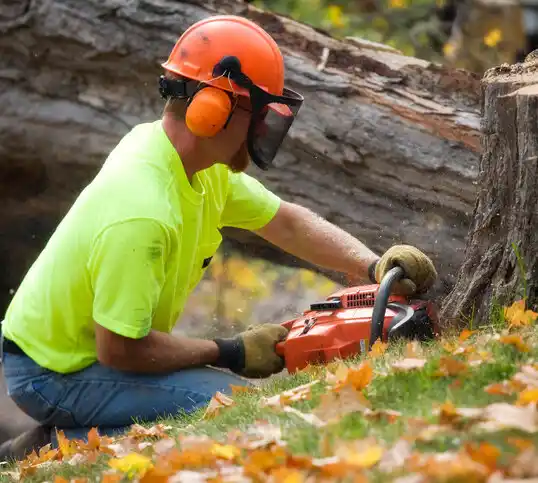 tree services Lemmon Valley